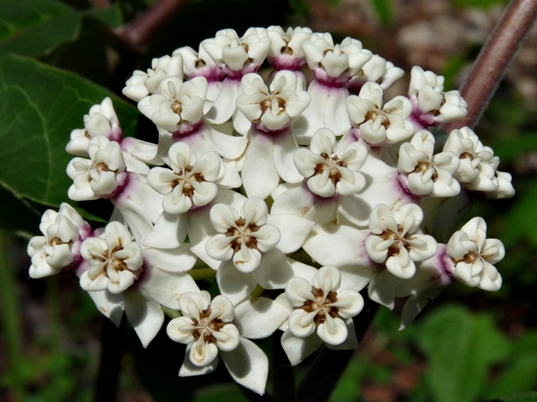 {Asclepias variegata}